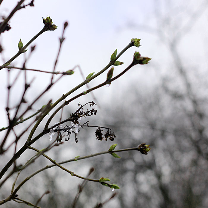 nouvel-an-chinois-2013_branches