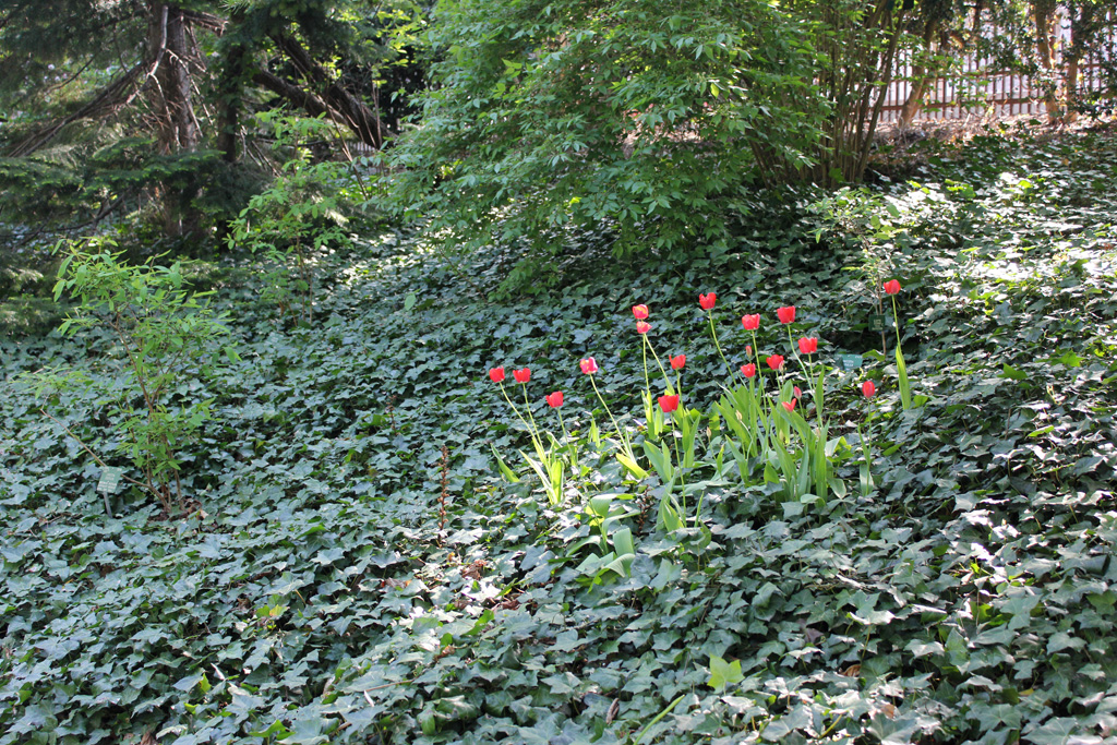 jardin-botanique-copenhague_03