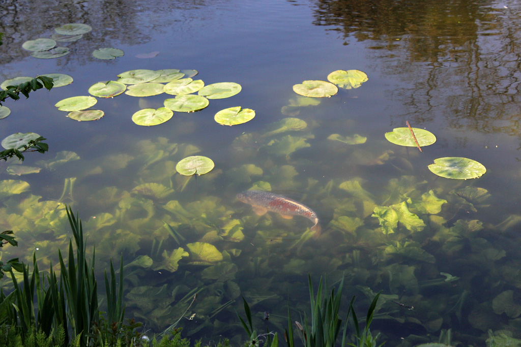 jardin-botanique-copenhague_08