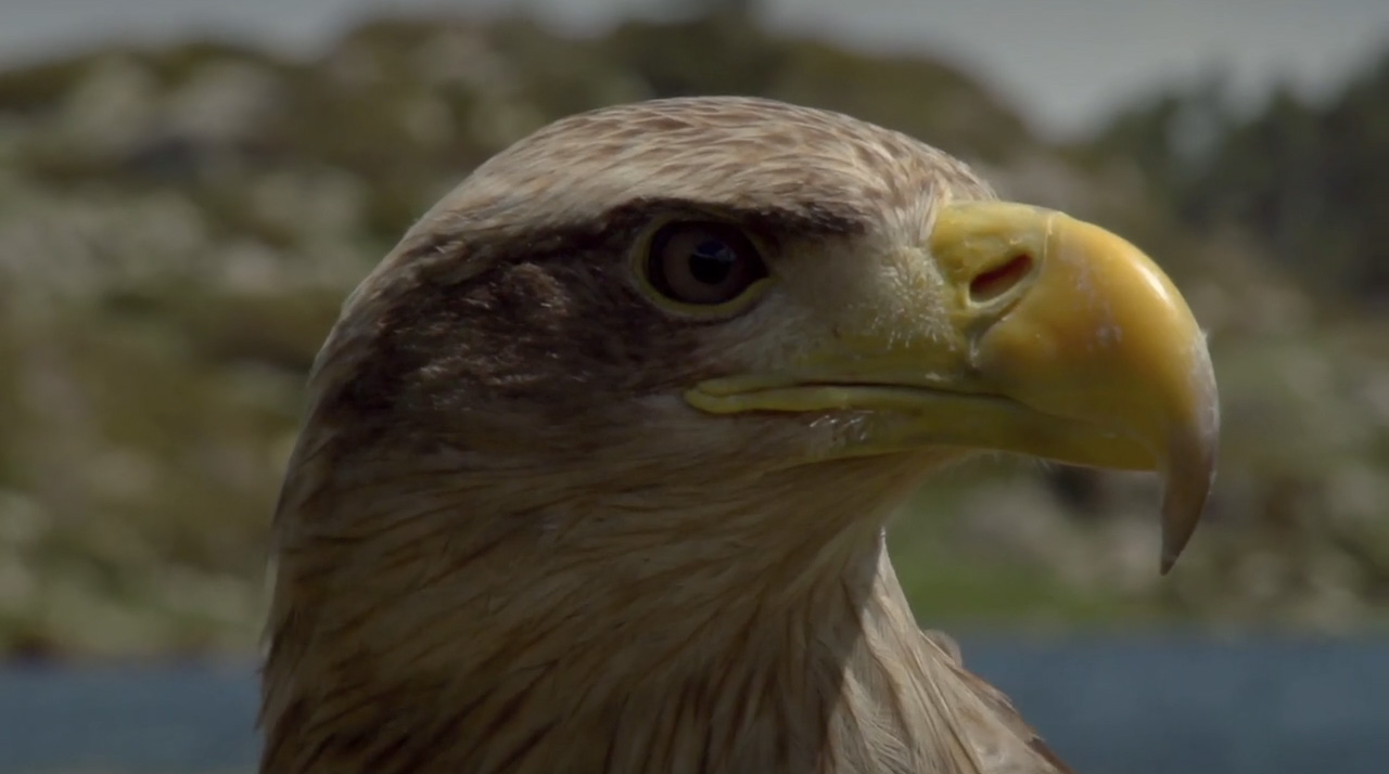 L’aigle de Londres n’a jamais eu de GoPro sur le dos