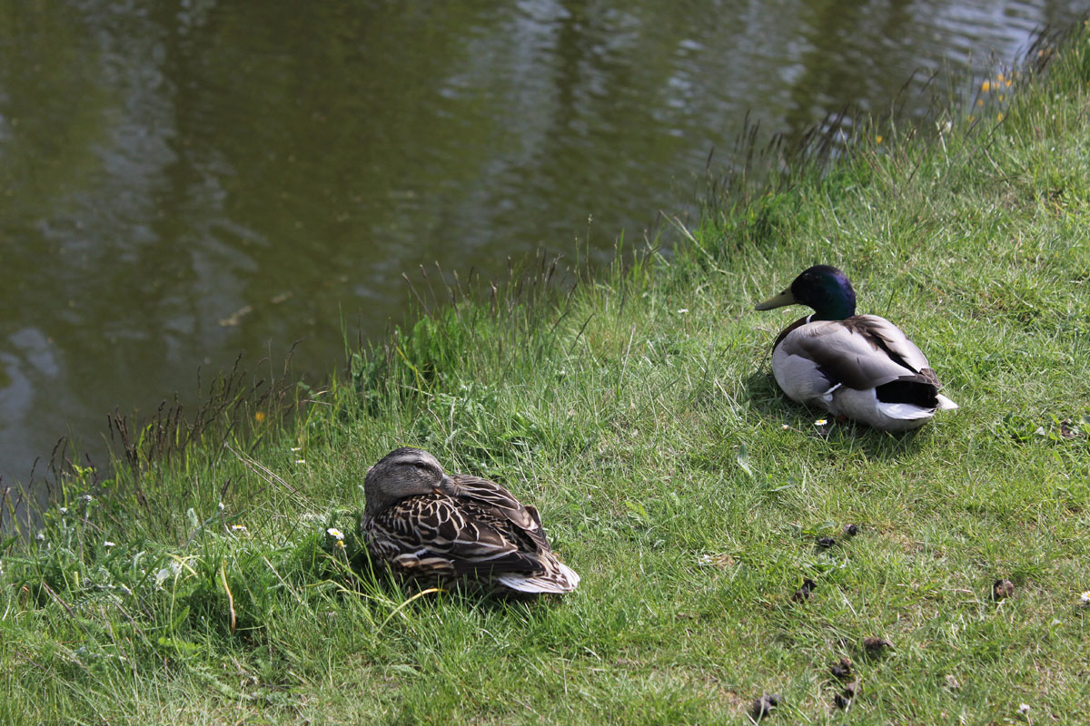 kastellet-canard