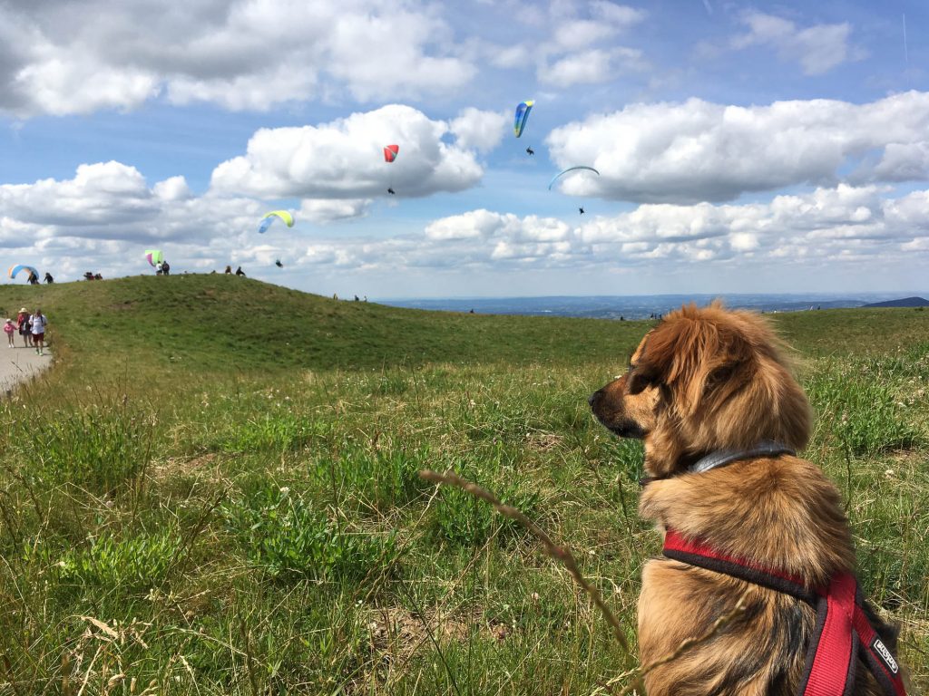 Sommet du Puy de Dôme avec Mappy the dog. - Août 2016