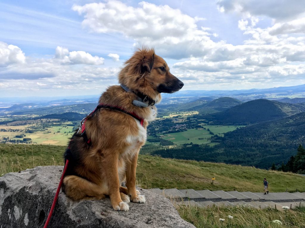 Mappy the dog, la truffe au vent au sommet du Puy de Dôme. - Août 2016