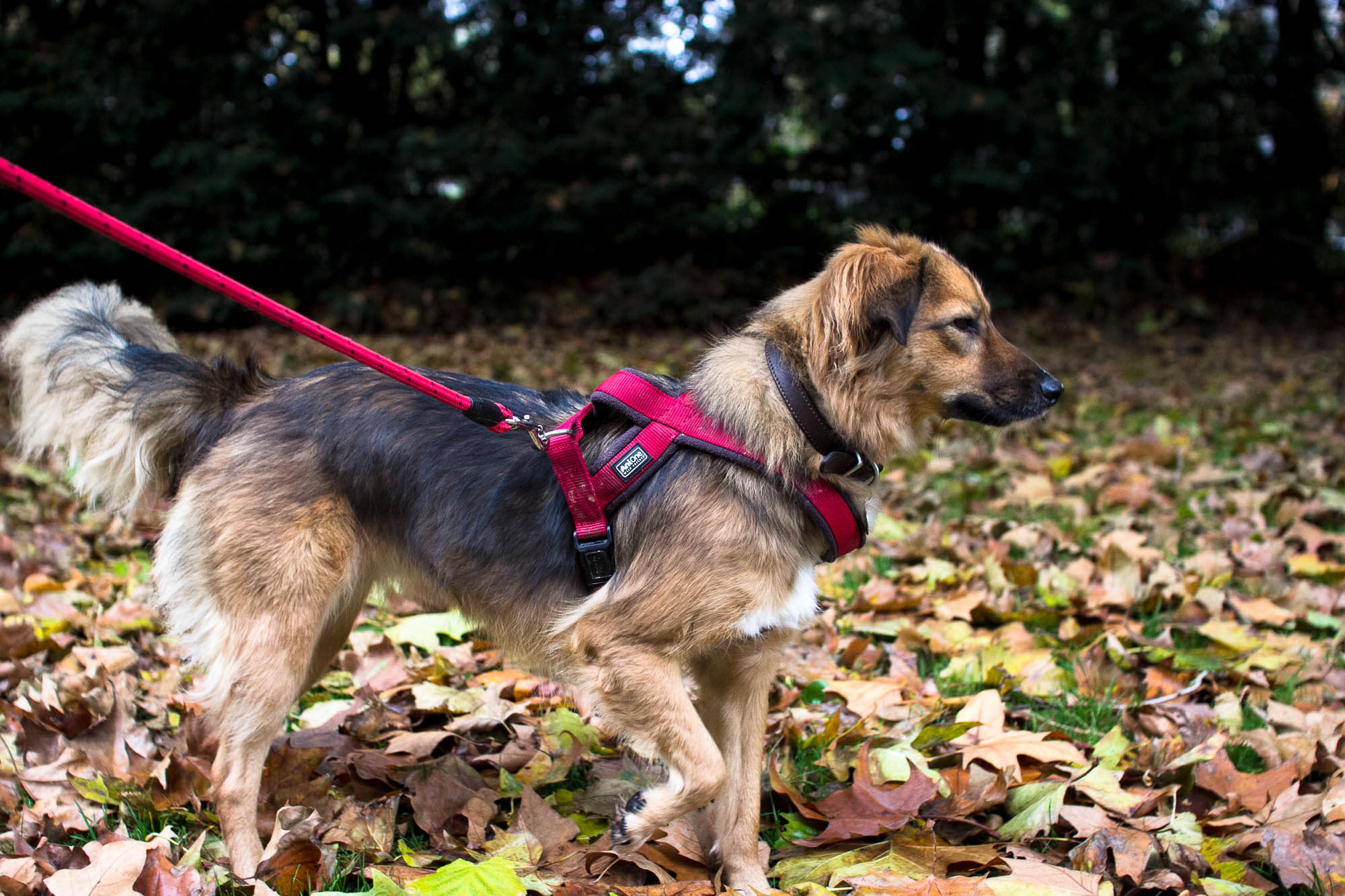 Le chien aux couleurs de l’automne