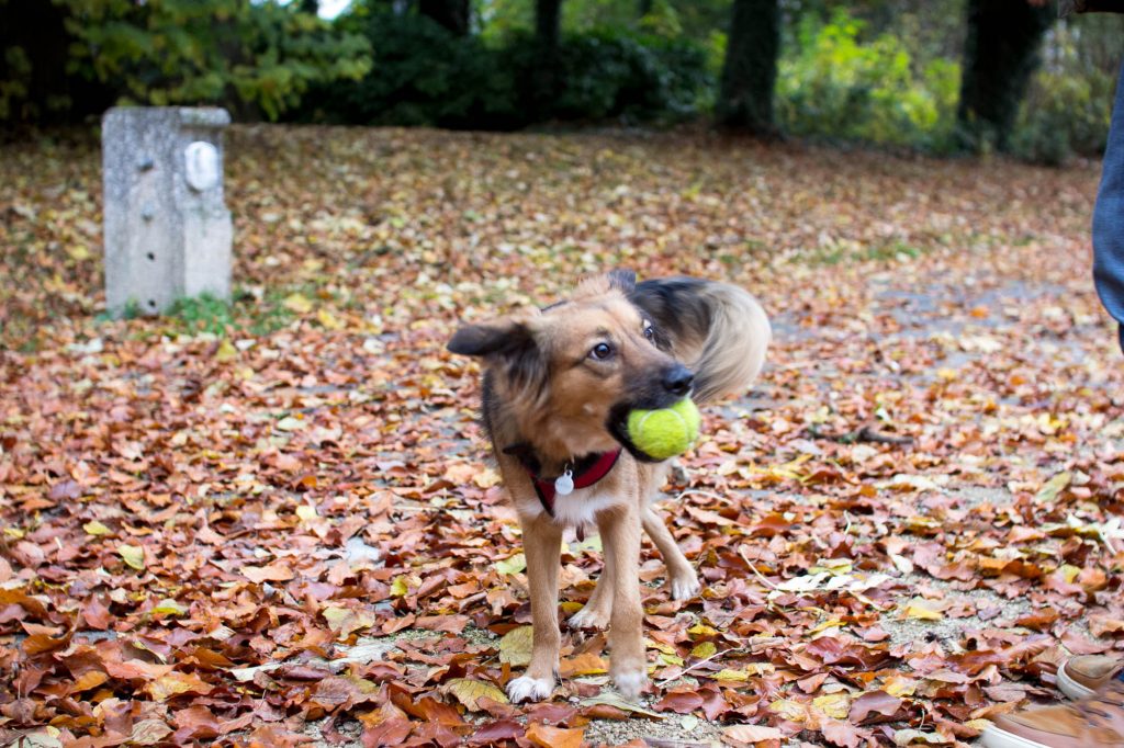 Mappy Chien Royal Bourbon