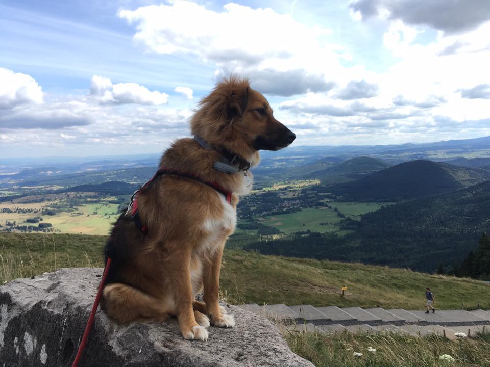 Chien, tu as 2 ans ! Ou les bonheurs de la marche