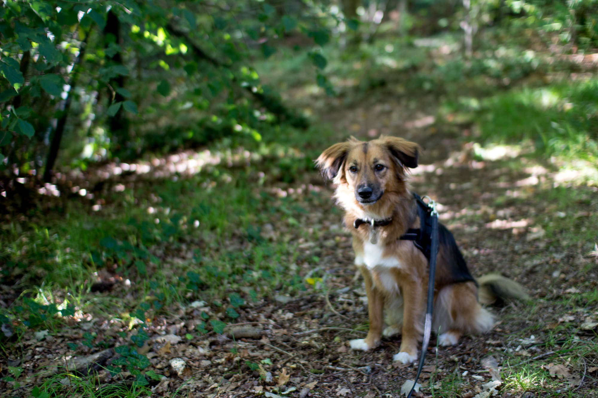 Avoir un chien en appartement : bonheur et concessions