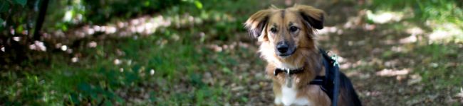 Avoir un chien en appartement : bonheur et concessions
