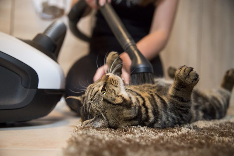 Dyson Groom, toilette ton chien chez toi