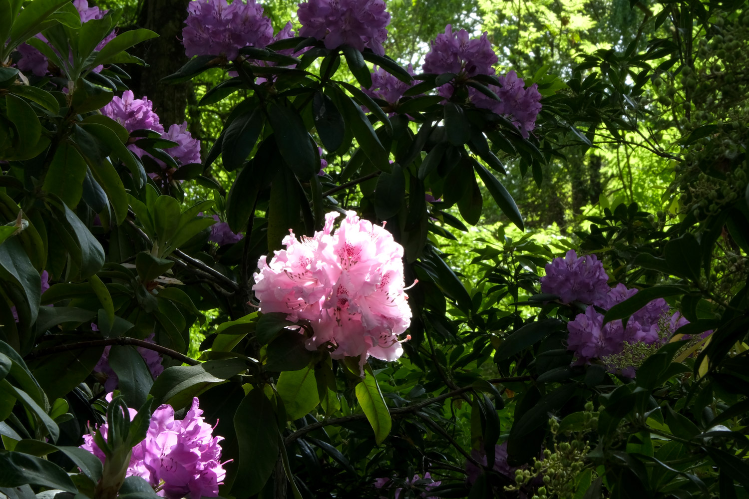 Printemps au Jardin d’horticulture Pierre Schneiter à Reims