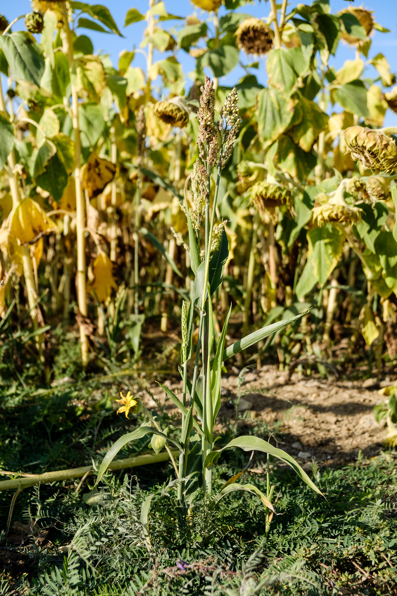 Bienvenue les vers de terre, l’agriculture de conservation et la régénération des sols